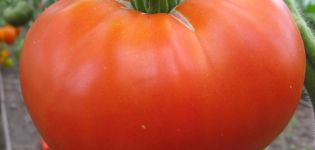 Characteristics and description of the tomato variety The desired size, its yield