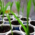 Site selection, cultivation and care of seedlings for corn propagation