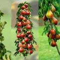 Description of the best varieties of columnar pear, planting, cultivation and care