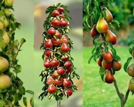 Description of the best varieties of columnar pear, planting, cultivation and care