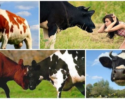 Pourquoi les vaches font leurs fesses et que faire, les 5 meilleures méthodes de sevrage