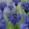 Description of the best varieties of perennial cornflower, cultivation and care