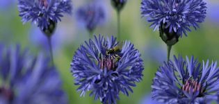 Description of the best varieties of perennial cornflower, cultivation and care