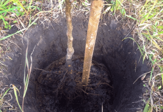 Cómo cultivar y cuidar adecuadamente los albaricoques en Siberia y una descripción de las variedades resistentes a las heladas.