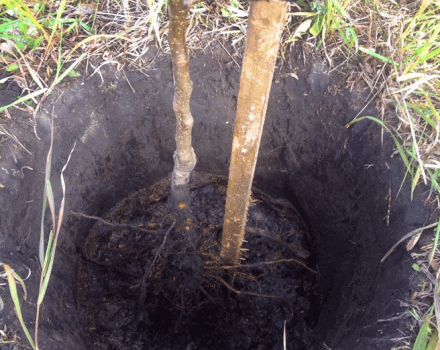 Cómo cultivar y cuidar adecuadamente los albaricoques en Siberia y una descripción de las variedades resistentes a las heladas.