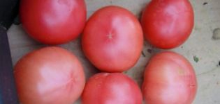 Characteristics and description of the tomato variety Favorite