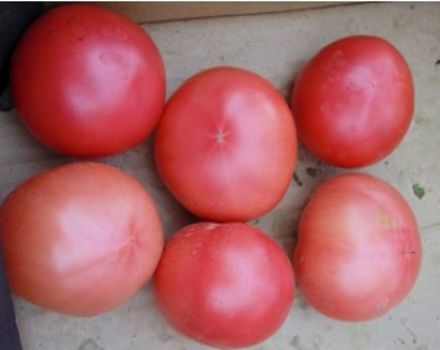 Characteristics and description of the tomato variety Favorite