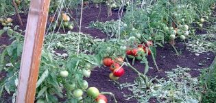 Description of the tomato variety Semenych f1, features of cultivation and productivity