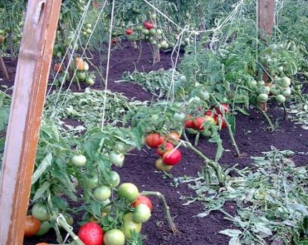 Descripción de la variedad de tomate Semenych f1, características de cultivo y productividad.