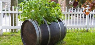 The technology of growing potatoes in a barrel, the pros and cons of the method