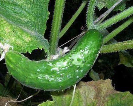 Por qué los pepinos pueden tejer en un invernadero y en campo abierto, lo que les falta