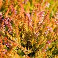 Plantación y cuidado del brezo en campo abierto, reproducción y preparación para el invierno.