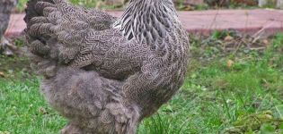 Features of keeping and caring for chickens in the summer in the country, growing and breeding