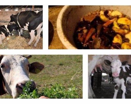 Cómo alimentar adecuadamente a una vaca en casa antes y después del parto.