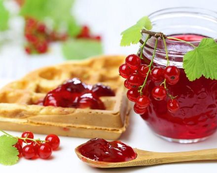 17 easy recipes for making red currant jam for the winter