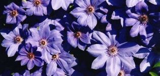 Clematis-hybridilajikkeen kuvaus ja viljely rouva Cholmondeli