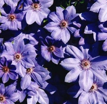 Description and cultivation of clematis hybrid variety Mrs. Cholmondeli