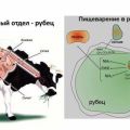 Příčiny a příznaky pankreatické atonie u skotu, způsoby léčby a prevence