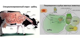 Causes and symptoms of pancreatic atony in cattle, methods of treatment and prevention