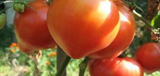 Description of the tomato variety Soul of Siberia, its characteristics and productivity