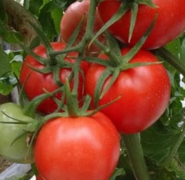 Description of the tomato variety Master F1, features of cultivation and care