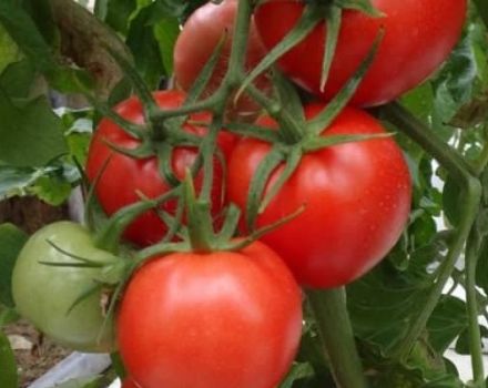 Descripción de la variedad de tomate Master F1, características de cultivo y cuidado.