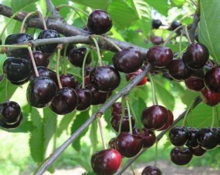 Descripción de la variedad de cereza Lyubimitsa Astakhova, esquema de plantación y cuidado.