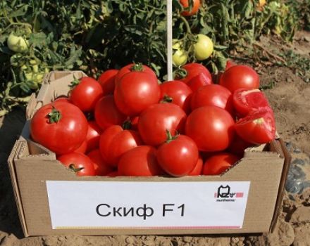 Kenmerken en beschrijving van het tomatenras Skif