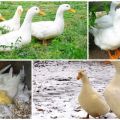 Description et caractéristiques des canards de Pékin, poids par mois et à quoi il ressemble