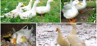 Description et caractéristiques des canards de Pékin, poids par mois et à quoi il ressemble