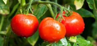 Description et caractéristiques de la variété de tomate Fidélité, avis et rendement