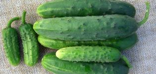 Description of the cucumber variety Bumblebee f1, its characteristics and yield