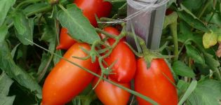 Characteristics and description of the Konigsberg tomato variety, its yield