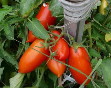 Ciri dan keterangan mengenai varieti tomato Konigsberg, hasilnya