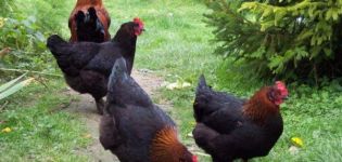 Description et caractéristiques de la race de poulet Maran, les subtilités du contenu