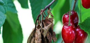 How to effectively deal with aphids on cherries with drugs and folk remedies