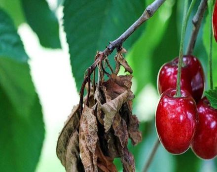 Cómo tratar eficazmente los pulgones en las cerezas con medicamentos y remedios caseros.