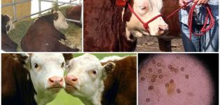 The causative agent and symptoms of eimeriosis in cattle, treatment and prevention