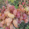 Description and characteristics of the Ruby Jubilee grape variety, cultivation and care