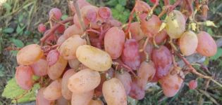 Description and characteristics of the Ruby Jubilee grape variety, cultivation and care