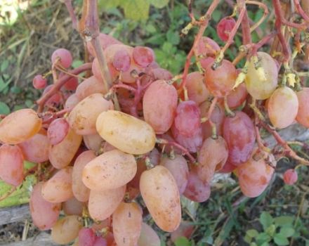 Description and characteristics of the Ruby Jubilee grape variety, cultivation and care