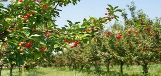 Description of the best varieties of dwarf cherries, planting and care, fight against diseases