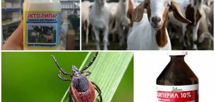 Rules and remedies for treating goats from ticks and what to do with a parasite bite