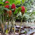 Tipos y cultivo de jengibre, dónde crece y cómo se ve en la naturaleza.