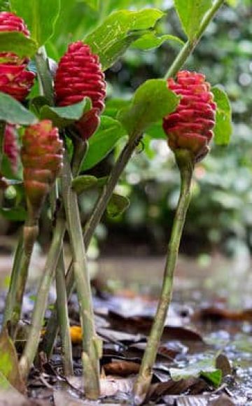 Tipos y cultivo de jengibre, dónde crece y cómo se ve en la naturaleza.