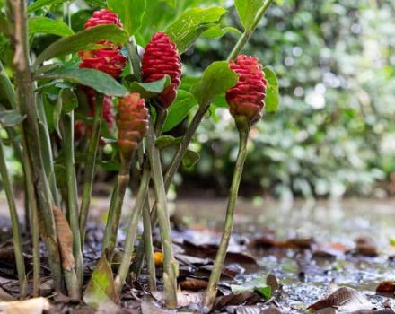 Tipos y cultivo de jengibre, dónde crece y cómo se ve en la naturaleza.