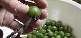 How to properly freeze gooseberries for the winter in the refrigerator at home and is it possible