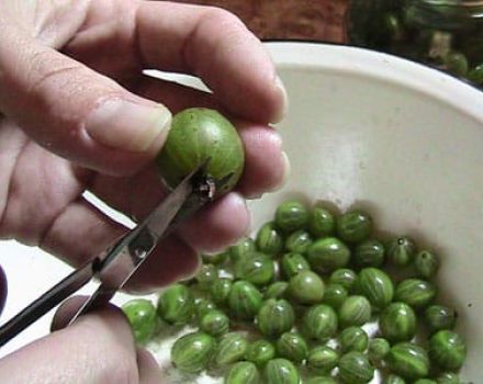 Cómo congelar adecuadamente las grosellas para el invierno en el refrigerador de casa y si es posible