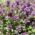 How to properly grow and care for thyme (thyme) at home in a pot