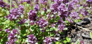 How to properly grow and care for thyme (thyme) at home in a pot